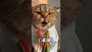 #shorts  #cat tv live #cat tv hector 伴奏我没唱错吧…##猫#百变海柱#变装