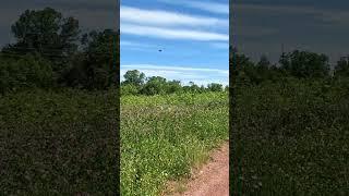 #Shorts Hike and photography late spring in New Jersey Six Mile Run - Blue Trail #hiking #newjersey