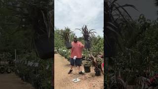 The Sugarcane Plant For Backyard Gardeners (Pele’s Smoke)