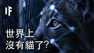 如果世界上没有猫了？ | 大膽科學