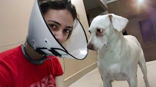 When we try to see eye to eye - Funny Dog and Human Video 2024