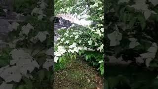 Цветы Ботанического сада.  Хельсинки #nature #garden