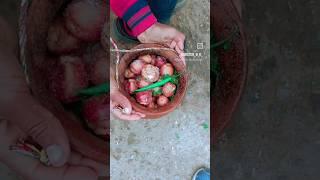 potato party picnic #vlog #food