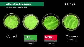 DiPel and XenTari Biological Insecticides Stop Feeding As Quickly as Spinosad