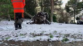 Windblown in the snow