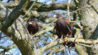 Falconry | Hunting with Goshawks, Peregrine Falcons and Harris' Hawks