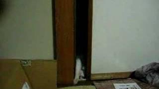 Cat trying to get into the room SO CUTE