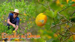 Dalawang hektaryang lemon farm sa Benguet, libutin! | Biyahe ni Drew