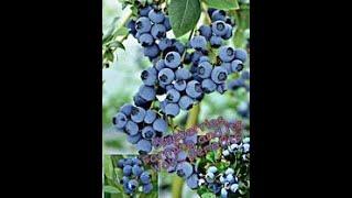 BLUEBERRY FARMING-HARVESTING/Processing to Packaging/ and its  WOW BENEFITS #AgriTech. TV