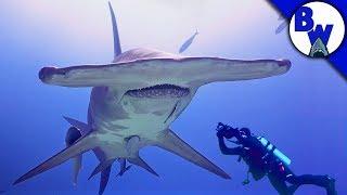 MASSIVE Hammerhead Shark Filmed in Bahamas!