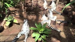 Funny Animals - Lemurs from Madagascar