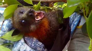 Rescuing a flying-fox cut out of fruit tree netting:  this is Edward the Seventh (E7)