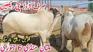 Today Multan Cow Mandi Fresh Video | Multan Mandi Aj ki Video || Global Village Farming