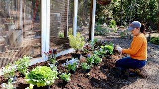 Planting a Colorful Fall Garden at the Chicken Coop