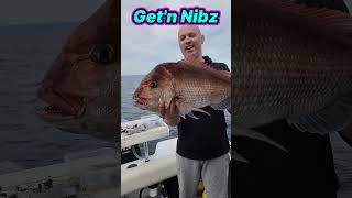 MASSIVE Snapper Port Phillip Bay | Get'n Nibz