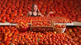 Canning OVER 100 Pounds Of Homegrown Tomatoes 3 Ways! Salsa, Crushed Tomatoes, & Pasta Sauce! VLOG