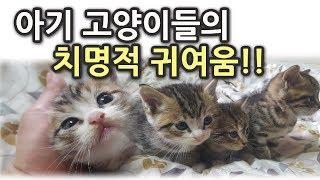 이슈브레이커 애묘 콩이의 동생들 태어남!! 아기 고양이 들의 치명적 귀여움에 빠져 보세요!