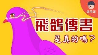 【生活小知識 】為什麼鴿子能送信？ 飛鴿傳書是怎麼一回事！（#CC字幕） | 維思維