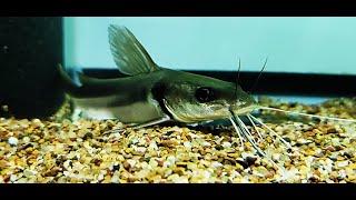 Updated video of the Widehead Catfish - Clarotes Laticeps 