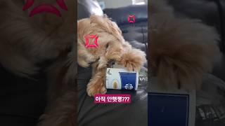 [개코보리의 하루]  스티커랑 한판붙음!!!!