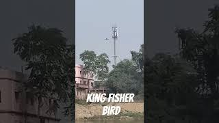 Kingfisher bird fish hunt #birds #hunting #fish