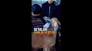 qo'ralarni kana bosib kettimi