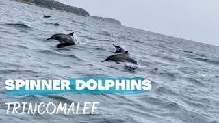 Spinner Dolphins around Trincomalee  | Whale & Dolphin Watching Tour | East Coast Sri Lanka