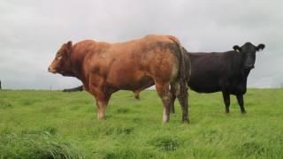 Weaning efficiency with Wicklow BETTER beef farmer Brian Doran