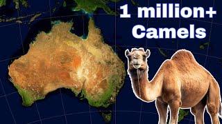 How did Australia come to have over 1 million camels?