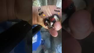 الفرق بين انثى وذكر طائر الحسون طيور حسون فحل ونثية goldfinch birds male and female canary canarias