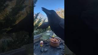 will the crows like the pasta i made for them? #crow #birds