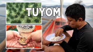 CATCH AND EAT SEA URCHINS | Tuyom