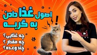 تغذیه اصولی گربه | انتخاب غذای مناسب برای گربه | نحوه ی غذا دادن به بچه گربه و گربه بالغ