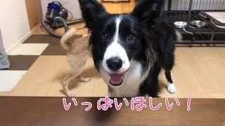 〜検証動画〜こゆきは警察犬になれるのか！？