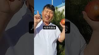 사과의 효능 무엇일까요?