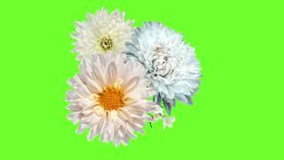 Animated DAISY Green Screen Effect | Free to use | Daisy Flowers