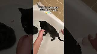 They definitely needed a bath #pov #bath #cats