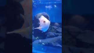 Pink shodbody flowerhorn feeding guppy