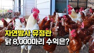 대기업 퇴사하고 닭 8000마리 키우면 한달에 얼마 벌까?