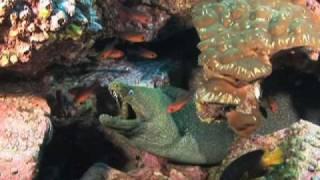 Nature's Perfect Predators   Moray Eel