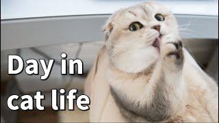 A day in cat life | What's it like to have a scottishfold cat | cuddly cat | What cat does all day