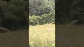 Un oso corriendo entre Morgovejo y La Sota de Valderrueda (León)