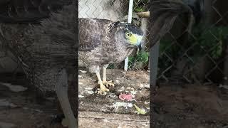 #Hawk #Eagle #Owl #Wildlife #Animal #EagleHawkOwl hawk vs snake, Owl vs snake fight, Eagle Vs Snake,