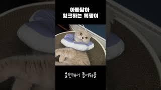 윙크하는 똑쟁이 고양이 #shorts #cat