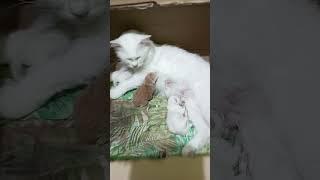 Newborn kittens breastfeeding time 