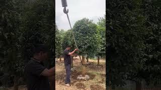 Transplantation process of an osmanthus tree #amazing