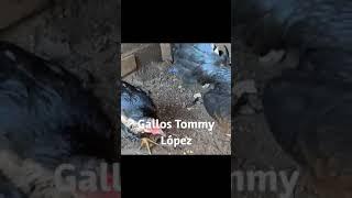 Gallos Tommy López