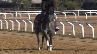 Half Nelson Horse Racing Syndicate