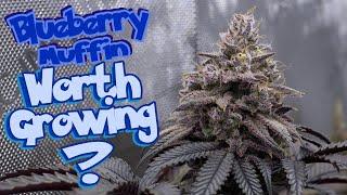 Is Blueberry Muffin Worth Growing? Humboldt Seed Co Seed To Harvest #growyourown #organic