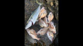 PRODUCTIVE DAY FISHING OFF THE ROCKS IN AUCKLAND